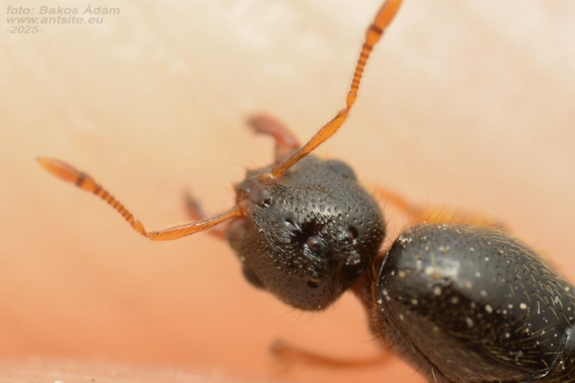 Solenopsis fugax - tolvajhangya