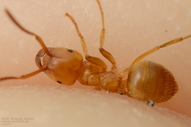 Lasius distinguendus - déli borostyánhangya