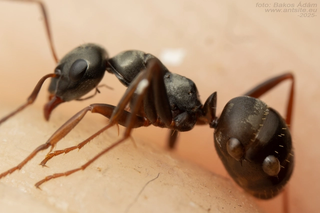 Formica fusca - kormos rabszolgahangya