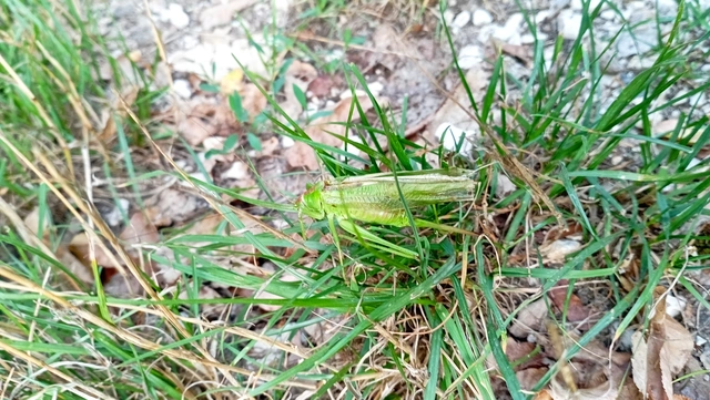 Tettigonia viridissima - zöld lombszöcske