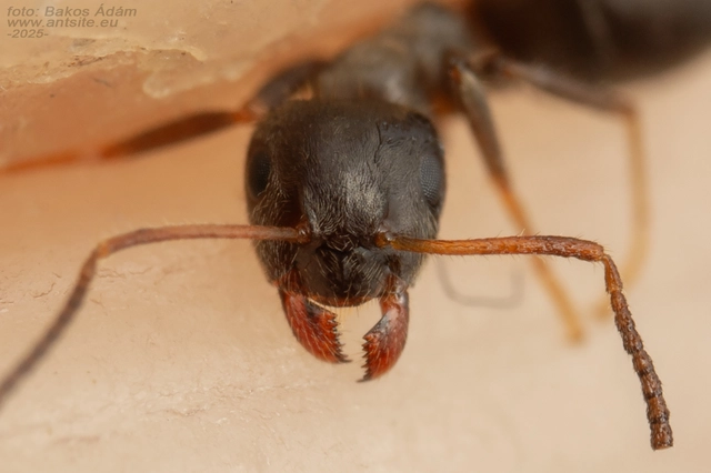 Lasius platythorax - erdei feketehangya