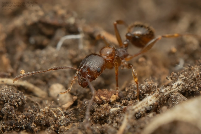 Aphaenogaster subterranea - vörös karcsúhangya