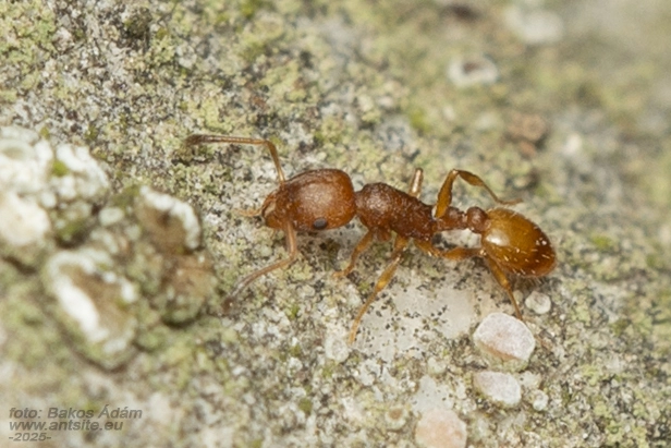 Temnothorax unifasciatus - gyűrűs kéreghangya