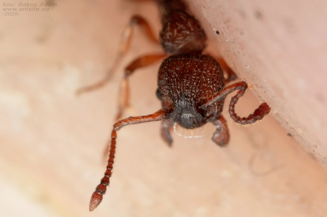 Myrmica sabuleti - gyakori bütyköshangya
