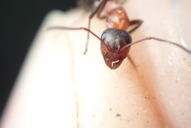 Formica rufibarbis - vörös rabszolgahangya