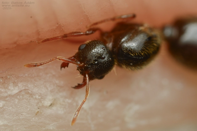 Solenopsis fugax - tolvajhangya