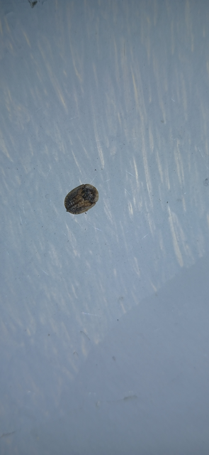 Hypocassida