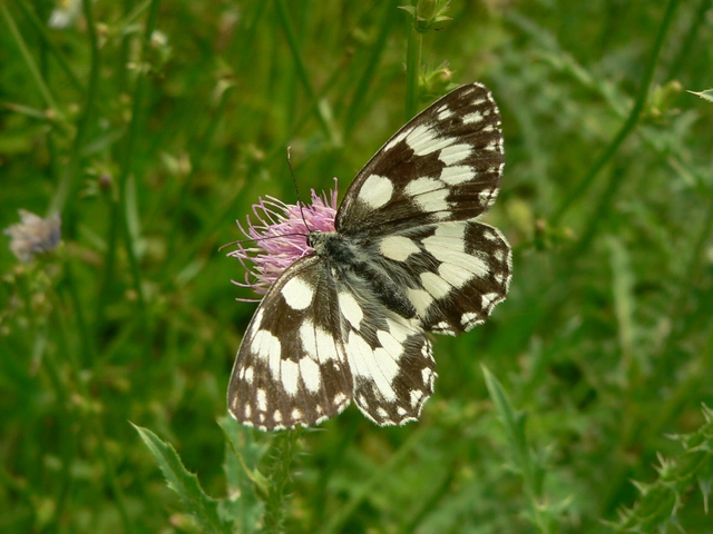 Melanargia galathea - sakktáblalepke