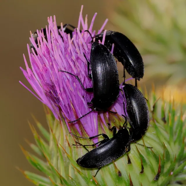 Podonta nigrita - szerecsenbogár