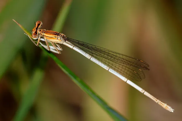 Platycnemis pennipes - széleslábú szitakötő