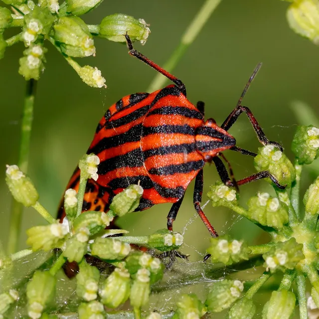 Graphosoma italicum - csíkos pajzsospoloska