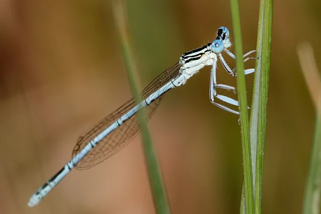 Platycnemis pennipes - széleslábú szitakötő