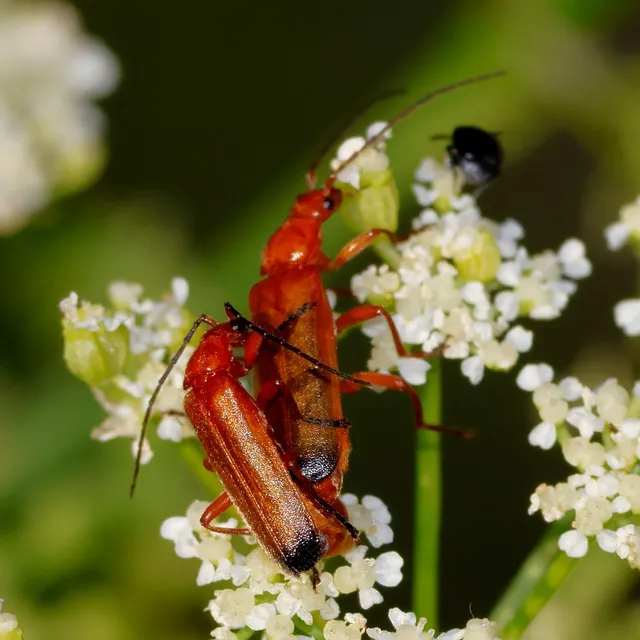 Rhagonycha fulva - feketevégű lágybogár