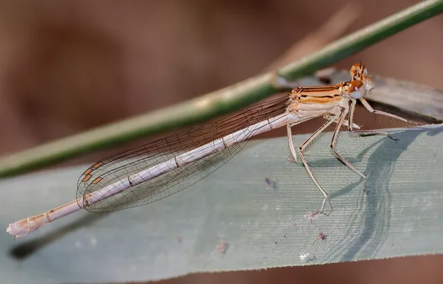Platycnemis pennipes - széleslábú szitakötő