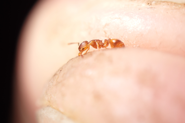 Temnothorax unifasciatus - gyűrűs kéreghangya
