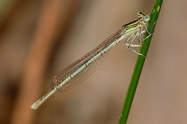 Platycnemis pennipes - széleslábú szitakötő