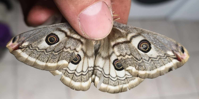 Saturnia pavoniella/pavonia