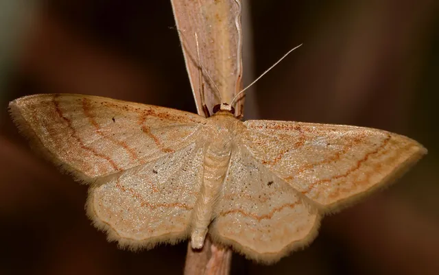Idaea rufaria - vörhenyes sávosaraszoló