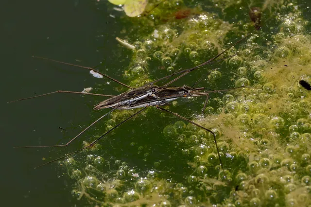 Gerridae - molnárpoloskák