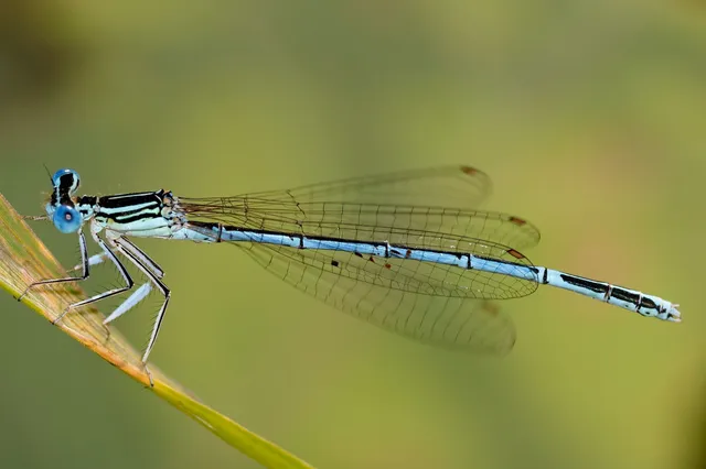 Platycnemis pennipes - széleslábú szitakötő