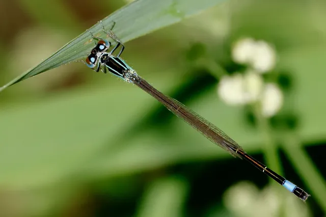 Ischnura elegans pontica - kéköves légivadász