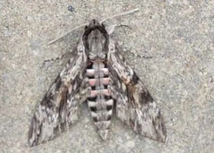 Agrius convolvuli - szulákszender