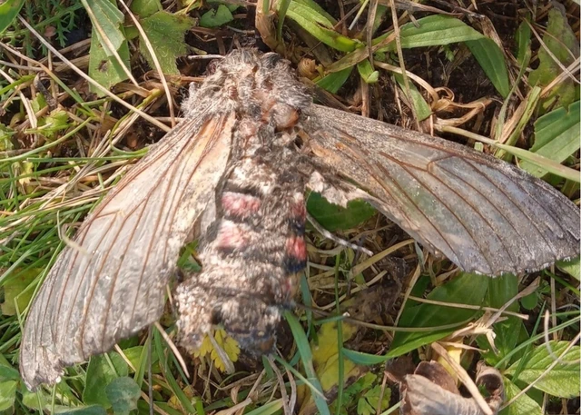 Agrius convolvuli - szulákszender