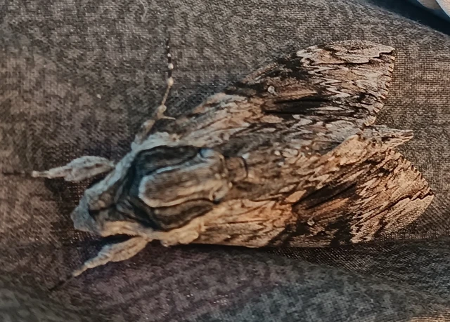 Agrius convolvuli - szulákszender