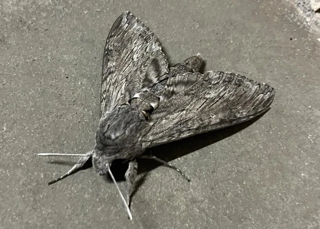 Agrius convolvuli - szulákszender