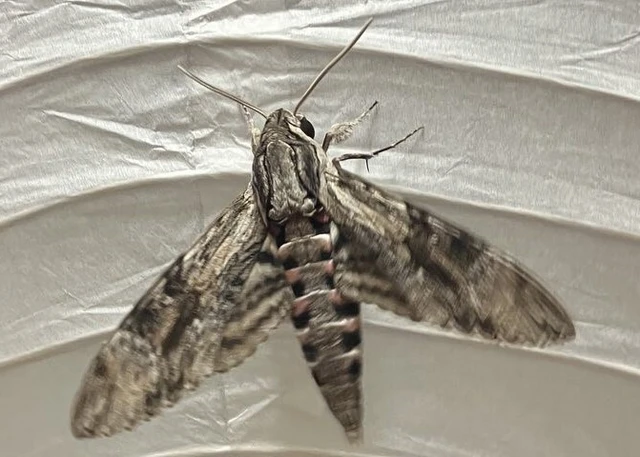 Agrius convolvuli - szulákszender