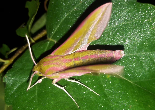 Deilephila elpenor - szőlőszender