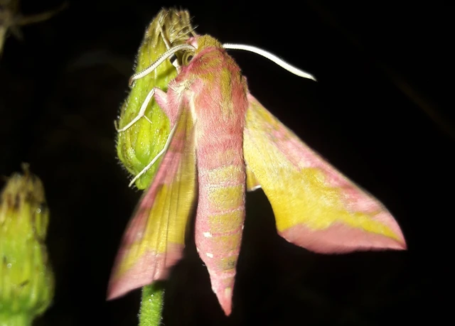 Deilephila porcellus - piros szender