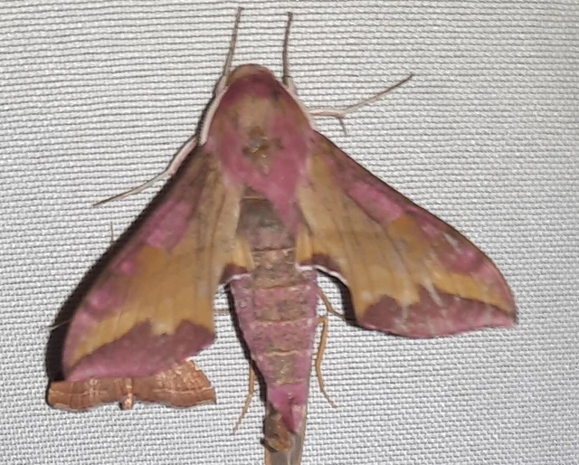 Deilephila porcellus - piros szender