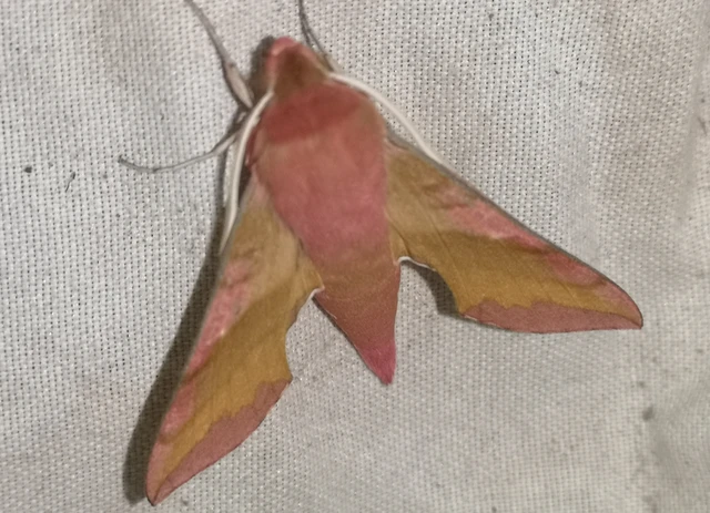 Deilephila porcellus - piros szender