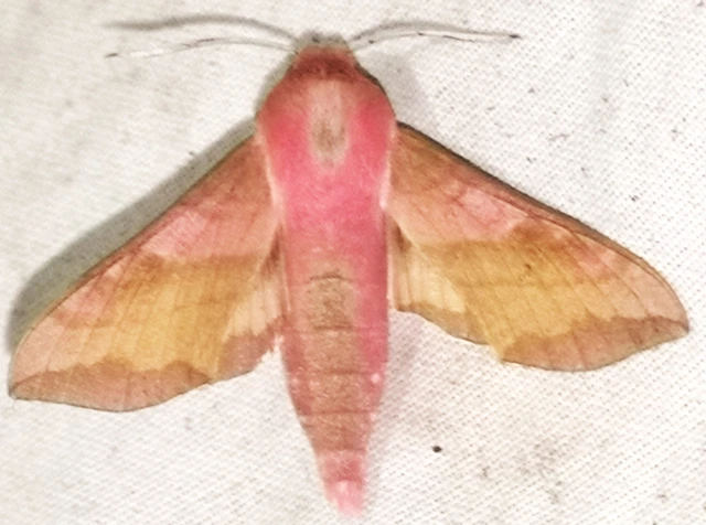 Deilephila porcellus - piros szender