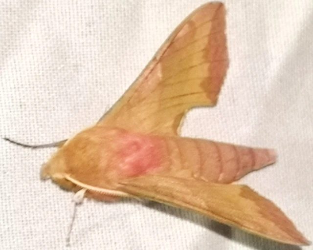 Deilephila porcellus - piros szender