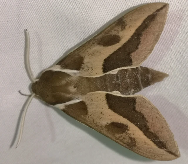 Hyles euphorbiae - kutyatejszender