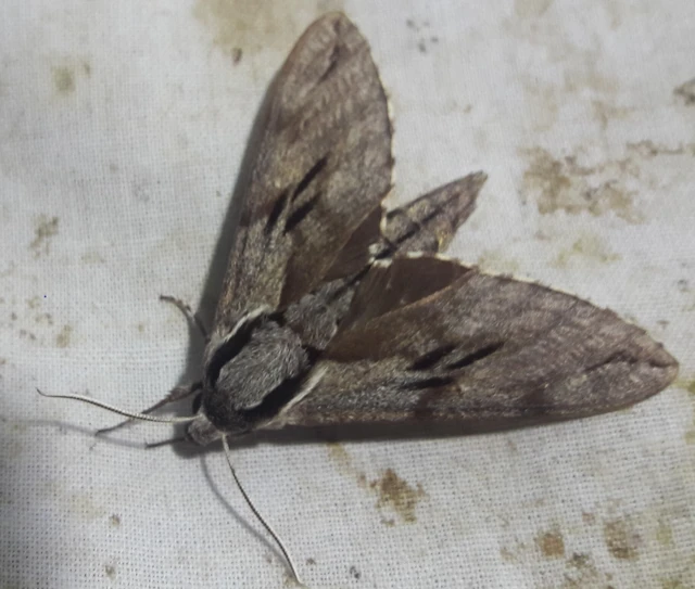 Hyloicus pinastri - fenyőszender
