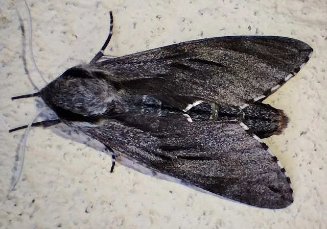 Hyloicus pinastri - fenyőszender