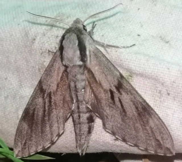 Hyloicus pinastri - fenyőszender
