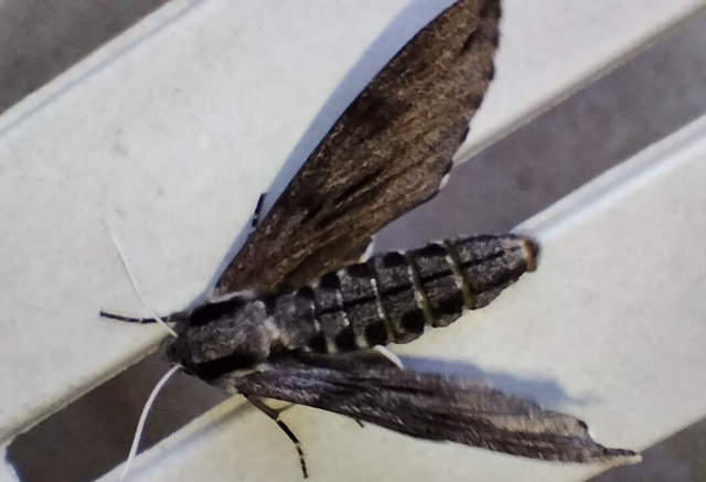 Hyloicus pinastri - fenyőszender