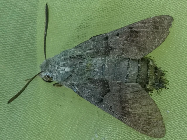 Macroglossum stellatarum - kacsafarkú szender