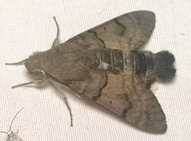 Macroglossum stellatarum - kacsafarkú szender