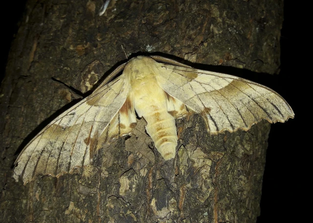 Marumba quercus - tölgyfaszender