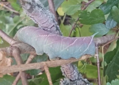 Marumba quercus - tölgyfaszender