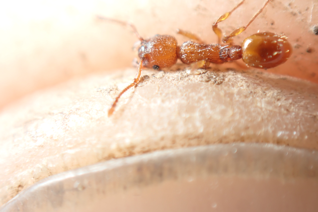 Myrmica scabrinodis - réti bütyköshangya