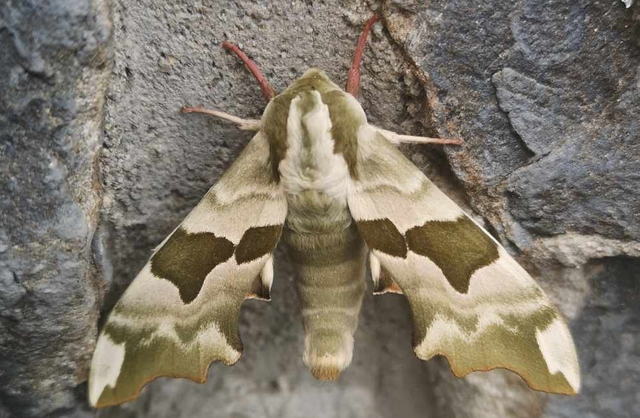 Mimas tiliae - hársfaszender