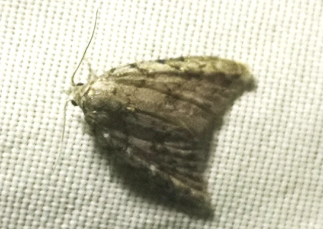Nola cicatricalis - szürke pamacsosszövő
