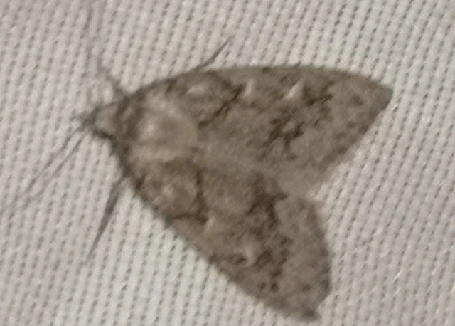 Nola cicatricalis - szürke pamacsosszövő