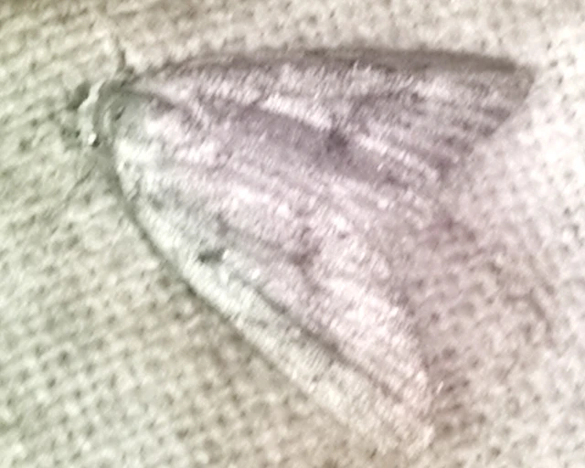 Nola cicatricalis - szürke pamacsosszövő